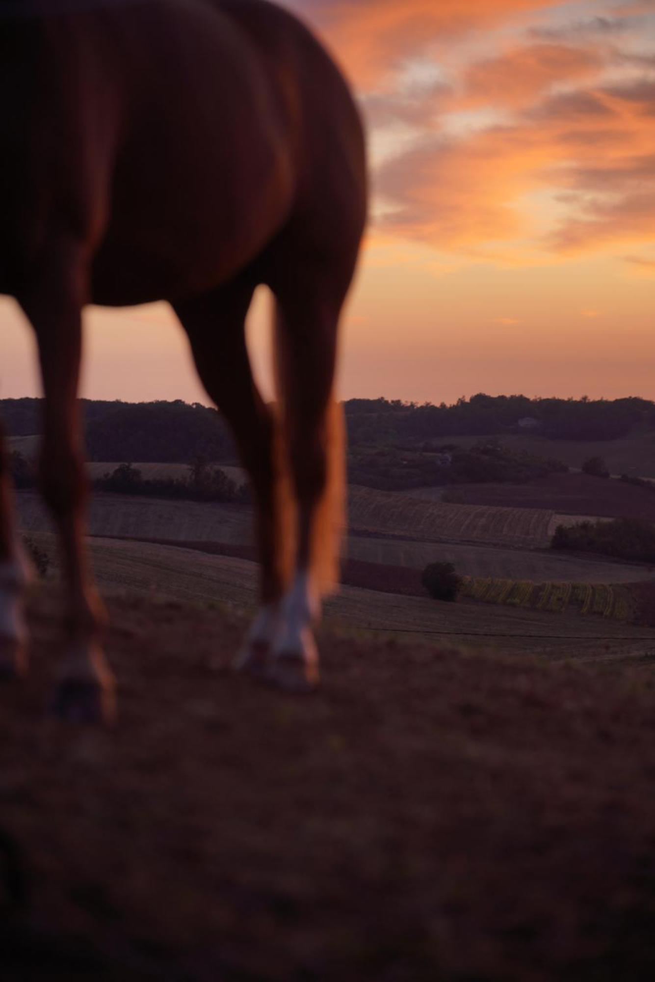 Logement Entier De Charme, Gite Equestre Gers Flamarens Екстер'єр фото