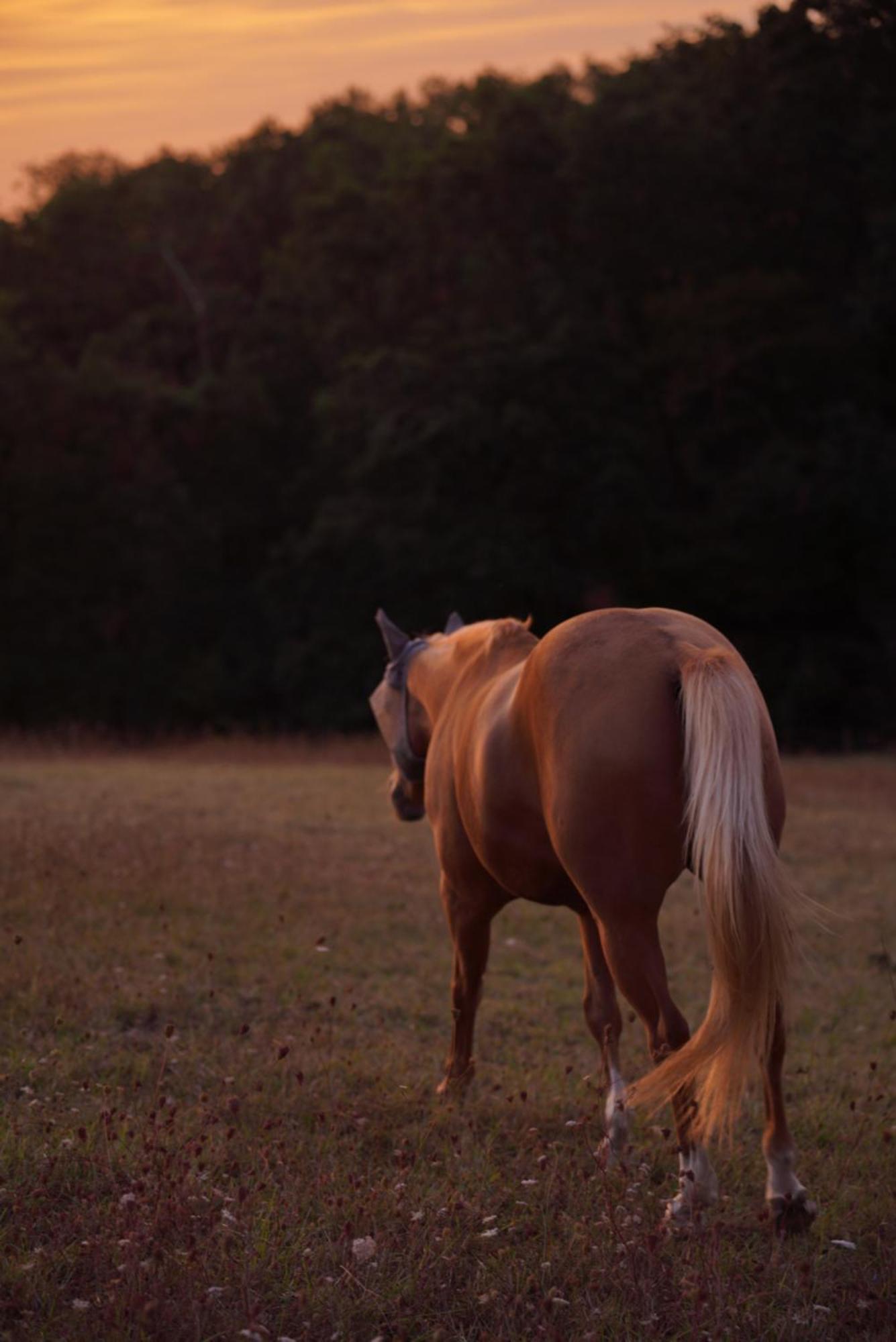 Logement Entier De Charme, Gite Equestre Gers Flamarens Екстер'єр фото