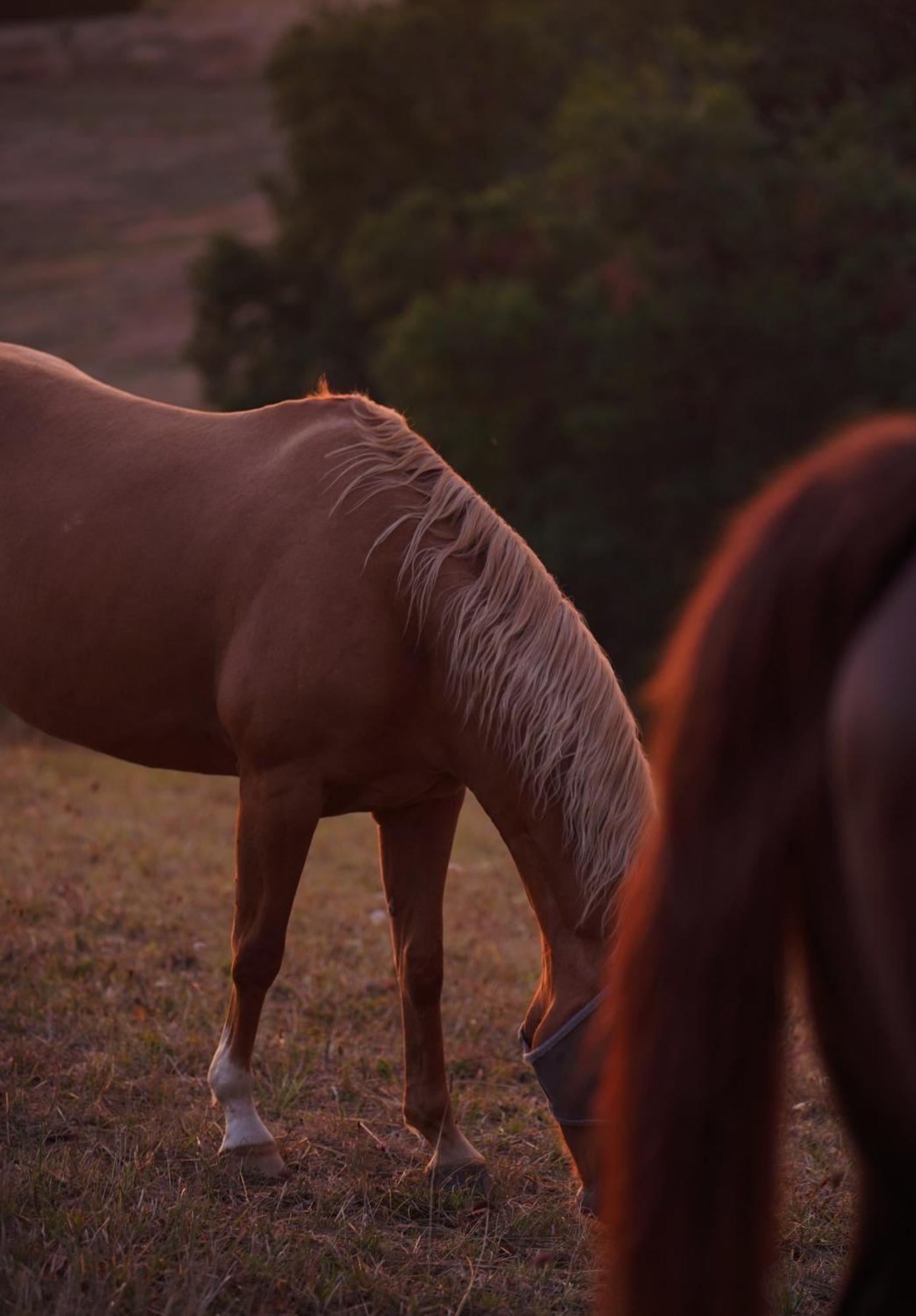 Logement Entier De Charme, Gite Equestre Gers Flamarens Екстер'єр фото