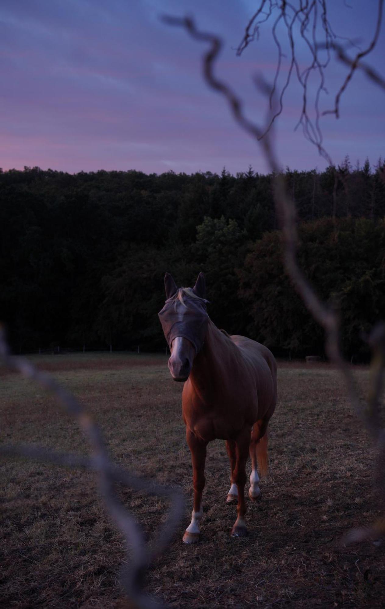 Logement Entier De Charme, Gite Equestre Gers Flamarens Екстер'єр фото