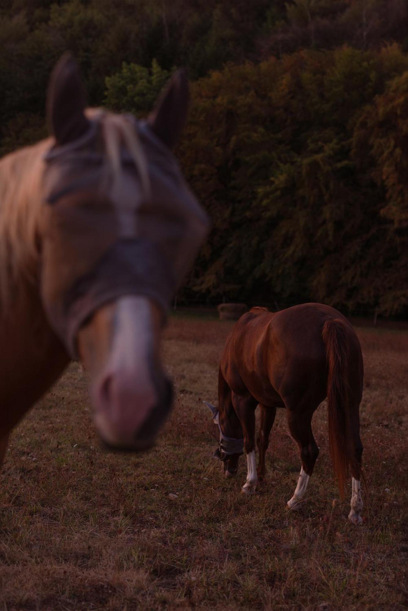 Logement Entier De Charme, Gite Equestre Gers Flamarens Екстер'єр фото