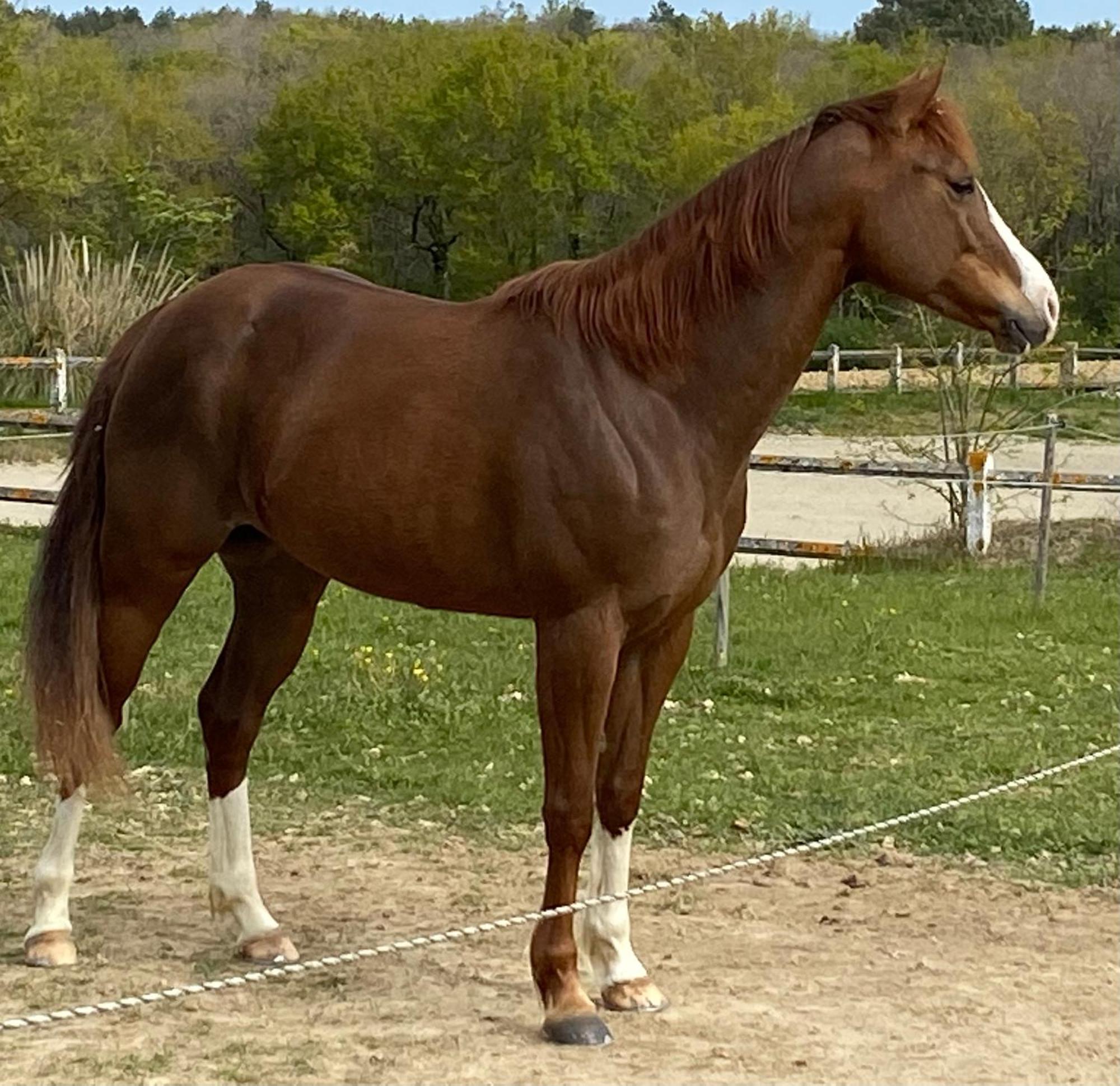 Logement Entier De Charme, Gite Equestre Gers Flamarens Екстер'єр фото